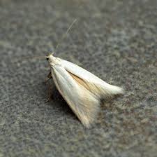 Attēlu rezultāti vaicājumam “Elachista argentella”