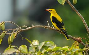 Attēlu rezultāti vaicājumam “Oriolus oriolus”