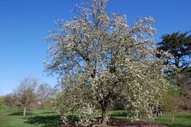 Attēlu rezultāti vaicājumam “Pyrus”