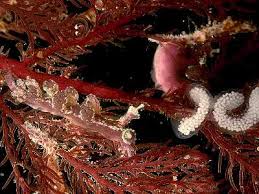 Attēlu rezultāti vaicājumam “Sanionia uncinata  sporophyte”