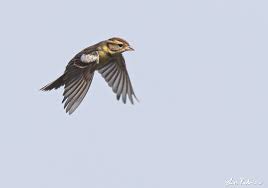 Image result for Emberiza aureola