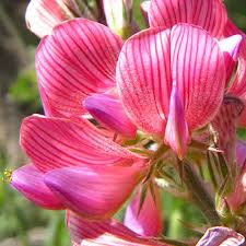 Image result for Onobrychis viciifolia