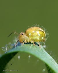 Attēlu rezultāti vaicājumam “Colloderma sp.”
