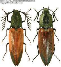 Attēlu rezultāti vaicājumam “Ctenicera pectinicornis male”