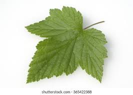 Attēlu rezultāti vaicājumam “Ribes nigrum leaf”