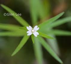 Attēlu rezultāti vaicājumam “Epilobium palustre flower”