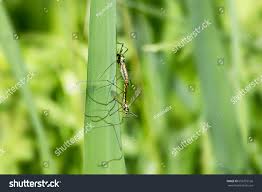 Attēlu rezultāti vaicājumam “Tipulidae female”