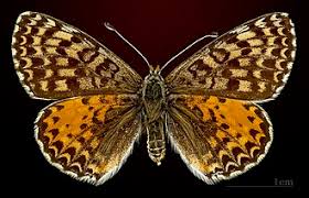 Attēlu rezultāti vaicājumam “Melitaea didyma male”