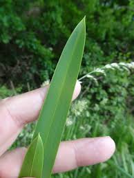 Attēlu rezultāti vaicājumam “Glyceria maxima leaf”