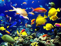 Threats for the oceans. IPSO warned high risk for marine and human life