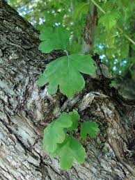 Attēlu rezultāti vaicājumam “Crataegus laevigata leaf”
