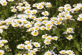 Image result for Tanacetum parthenium