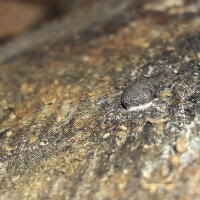 Attēlu rezultāti vaicājumam “Reticularia jurana”