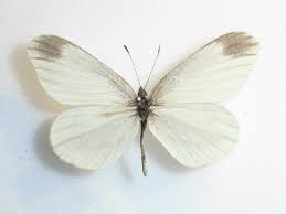 Attēlu rezultāti vaicājumam “Leptidea sinapis underside”