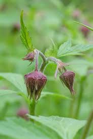 Attēlu rezultāti vaicājumam “Geum rivale bud”