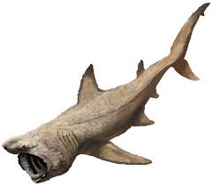 Image result for Cetorhinus maximus