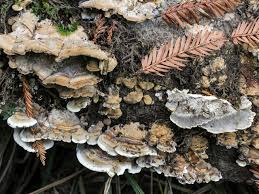 Attēlu rezultāti vaicājumam “Bjerkandera fumosa”