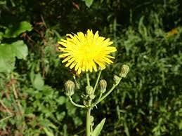 Attēlu rezultāti vaicājumam “Sonchus arvensis subsp. uliginosus bud”