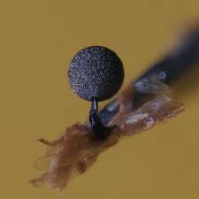 Attēlu rezultāti vaicājumam “Collaria rubens macro”