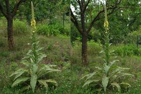 Attēlu rezultāti vaicājumam “Verbascum thapsus”
