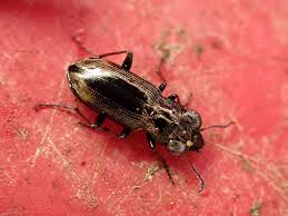 Attēlu rezultāti vaicājumam “Notiophilus biguttatus”