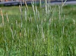 Attēlu rezultāti vaicājumam “Alopecurus pratensis flower”
