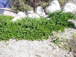 Attēlu rezultāti vaicājumam “Cribraria macrocarpa young”