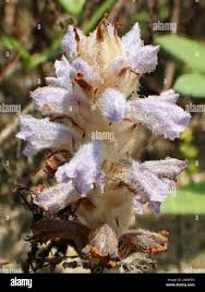 Attēlu rezultāti vaicājumam “Orobanche coerulescens flower”