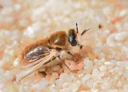 Attēlu rezultāti vaicājumam “Bombyliidae”