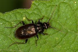 Attēlu rezultāti vaicājumam “Loricera pilicornis”