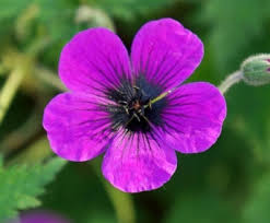 Image result for Geranium `Sandrine`