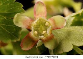 Attēlu rezultāti vaicājumam “Ribes uva-crispa flower”