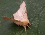 Attēlu rezultāti vaicājumam “Ennomos erosaria”