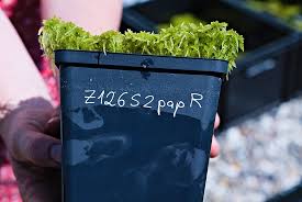 Attēlu rezultāti vaicājumam “Sphagnum papillosum”