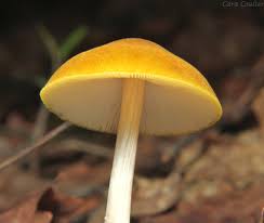 Attēlu rezultāti vaicājumam “Pluteus leoninus”