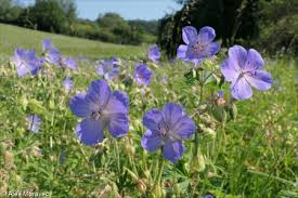 Attēlu rezultāti vaicājumam “Geranium pratense”