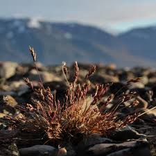 Attēlu rezultāti vaicājumam “Poa humilis”