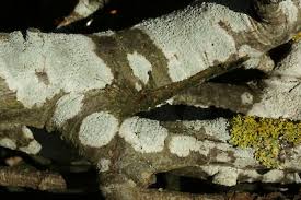 Attēlu rezultāti vaicājumam “Lecanora carpinea”