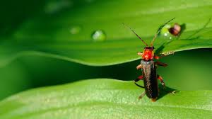 Attēlu rezultāti vaicājumam “Cantharis livida”