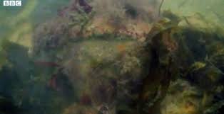 Image result for Falmouth Octopush Club