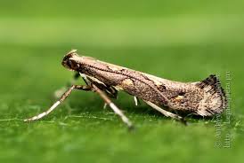 Attēlu rezultāti vaicājumam “Calybites phasianipennella”