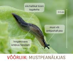 Attēlu rezultāti vaicājumam “Krynickillus melanocephalus”