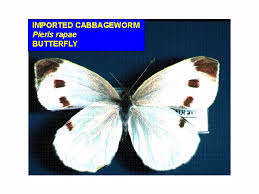 Attēlu rezultāti vaicājumam “Pieris rapae male”