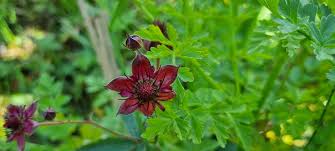 Attēlu rezultāti vaicājumam “Comarum palustre leaf”