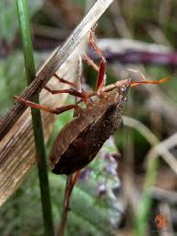 Attēlu rezultāti vaicājumam “Picromerus bidens”