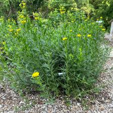 Image result for Coreopsis