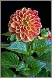Image result for Dahlia hybrid.