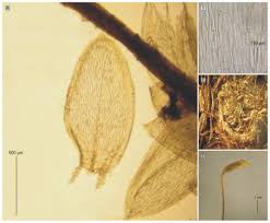 Attēlu rezultāti vaicājumam “Brachythecium salebrosum sporophyte”