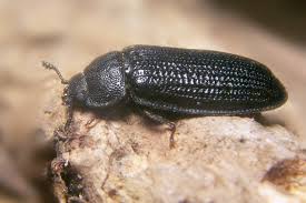 Attēlu rezultāti vaicājumam “Grynocharis oblonga”