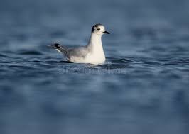 Attēlu rezultāti vaicājumam “Larus minutus”